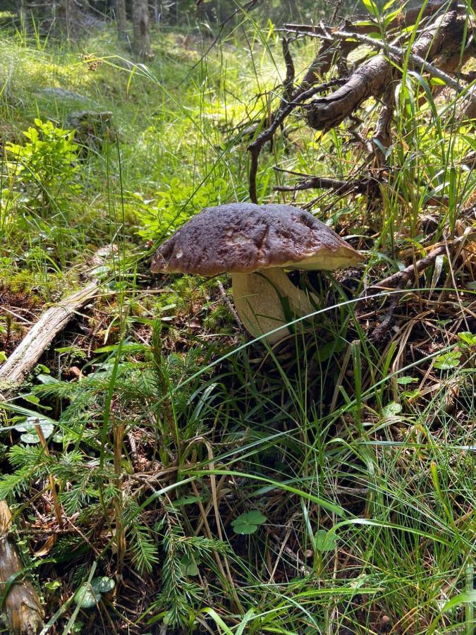 Almhuette Villa Lachtal Eksteriør bilde